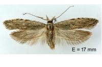 Anarsia leberonella