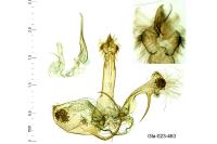 Anarsia leberonella