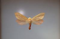 Hepialus humuli