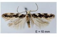 Parachronistis albiceps