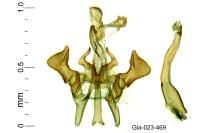 Parachronistis albiceps