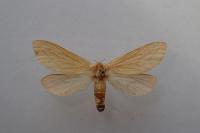 Hepialus humuli