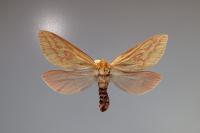 Hepialus humuli