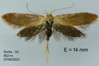 Crassa tinctella