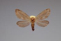 Phymatopus hecta