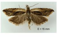 Ancylis apicella