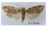 Cnephasia incertana