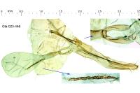 Cnephasia incertana