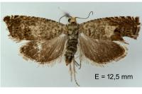 Cydia ilipulana
