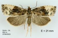 Hedya nubiferana
