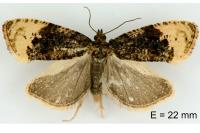 Hedya ochroleucana