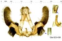 Hedya ochroleucana