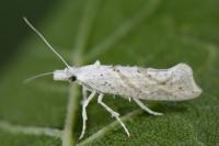 Ypsolopha persicella
