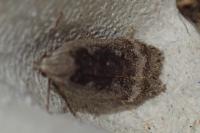 Anacampsis populella
