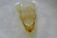 Anacampsis populella