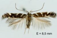 Vulcaniella fiordalisa