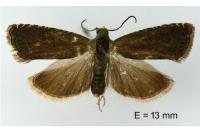 Grapholita tenebrosana