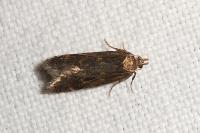 Mirificarma lentiginosella
