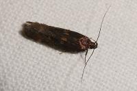 Mirificarma lentiginosella