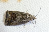 Cydia splendana