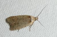Agonopterix