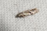 Stenolechia gemmella