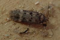 Bryotropha senectella
