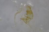 Bryotropha senectella