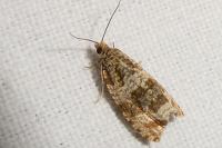 Celypha