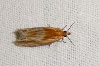 Eucosma