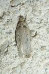 Agonopterix yeatiana