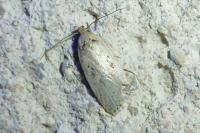 Agonopterix yeatiana
