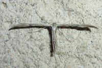 Emmelina