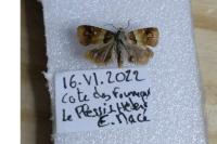 Epinotia festivana