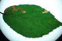Stigmella aurella