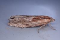 Eucosma cana
