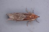 Eucosma cana