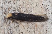Monopis nigricantella