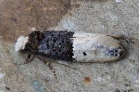 Trichophaga bipartitella