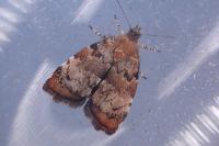 Choreutis pariana