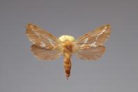 Phymatopus hecta