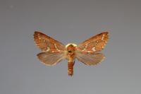 Phymatopus hecta