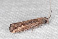 Bactra venosana
