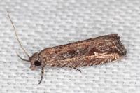 Bactra venosana