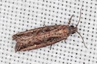 Bactra venosana