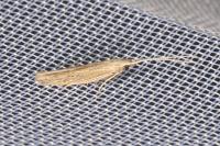 Coleophora texanella