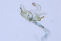 Coleophora texanella