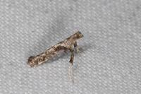 Caloptilia cuculipennella