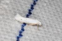 Elachista hispanica