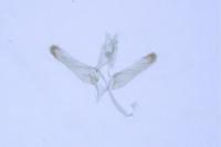 Elachista hispanica